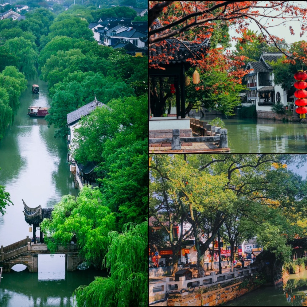 亲子·野趣灵白 | 赏秋香溪探古镇，少年登高望姑苏
