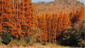 绝密秋景·小盘山 | 私藏小众地,满屏金钱松水杉林