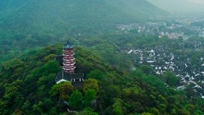 疾速追山·惠山一枝花|赏松林美景,畅享森林呼吸