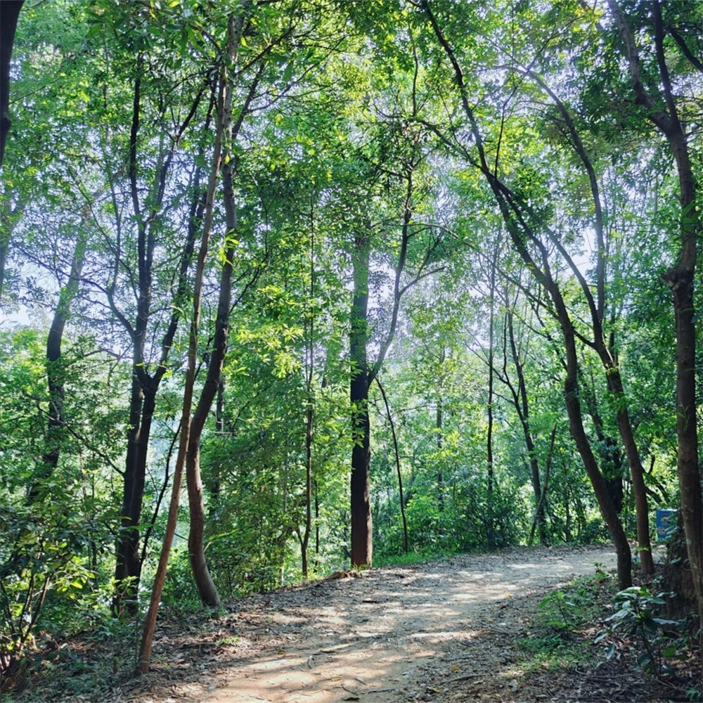 亲子·户外小驴 | 森系徒步六榕小径8KM加强版