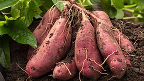 甜野农夫 | 趣味农事体验,挖红薯剥玉米爆米花