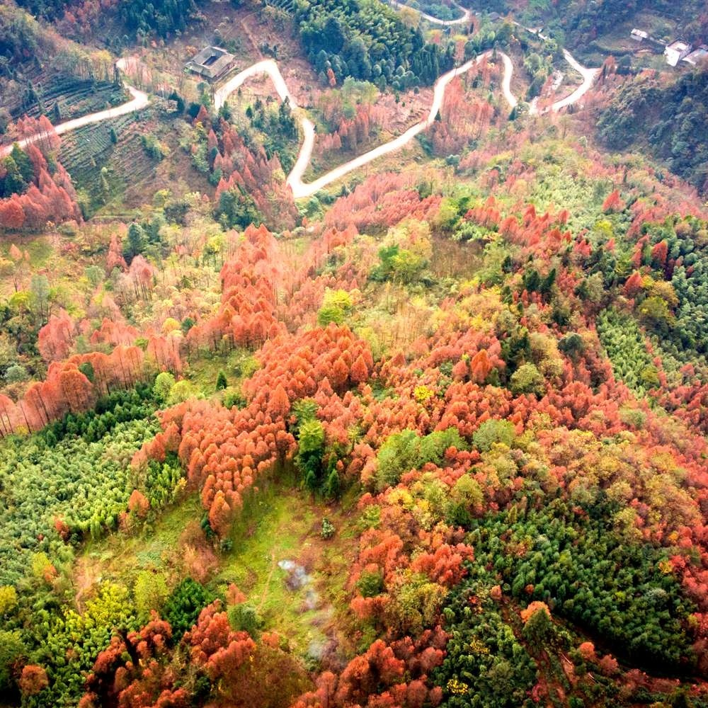 秋色徒步·金凤山 | 崇州秋色秘境 漫步红叶彩林