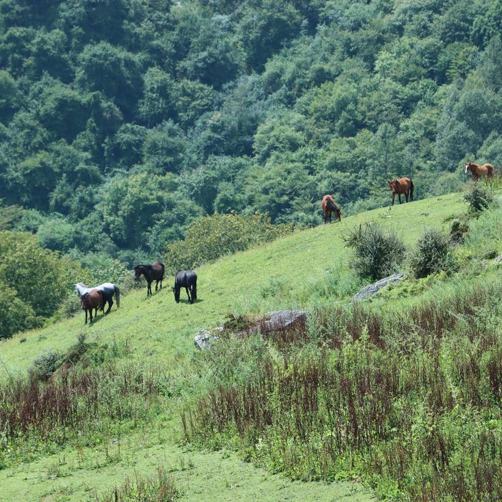 高山草甸·卓西牧场｜穿越落叶松林 漫步夏季牧场