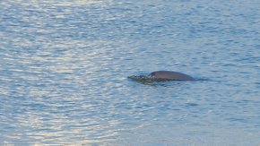生命之树·鄱阳湖 | 江豚巡护追江豚,庐山红枫叠金