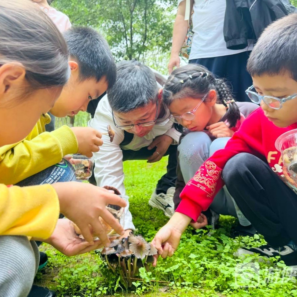 亲子·蘑菇历险记 | 湿地公园寻觅野生蘑菇，菌子科普