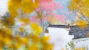 皖南秋色2日 | 从塔川宏村到隐秘的碧山书局之旅