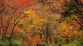 秋色·广元│轻徒剑昭古道·打卡唐家河保护区