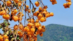 从化赏秋 | 艾米小镇赏稻田,上罗村轻徒步柿子林