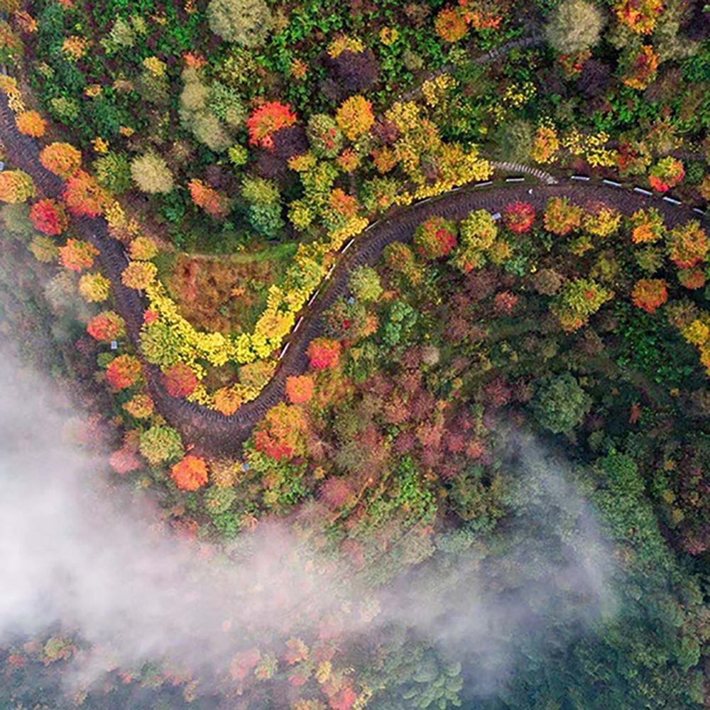 捡秋·彩色森林｜重庆版“小光雾山“，览巴南之秋