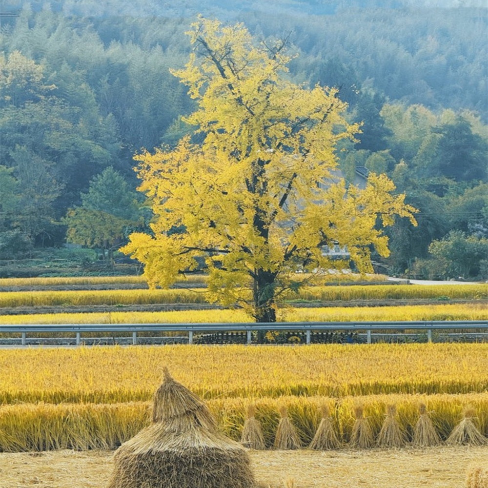 萧山集合·杨家村 银杏之乡的一出真人"偷菜"之旅