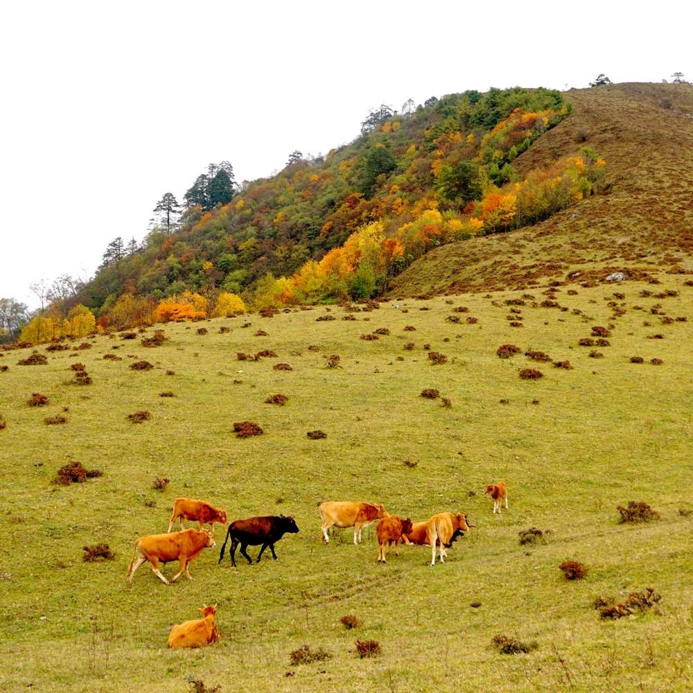 登峰造极·云中岭 | 5-10公里AB线 强度可选