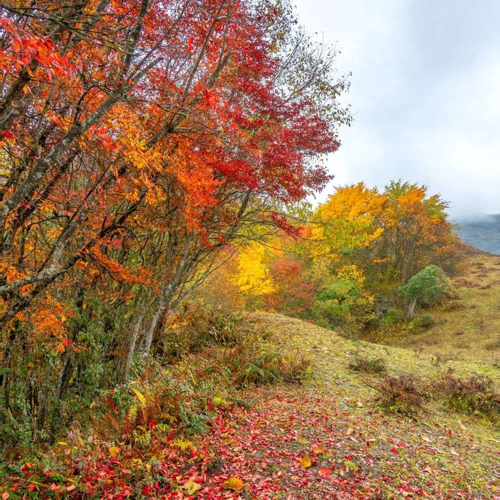 登峰造极·云中岭 | 5-10公里AB线 强度可选