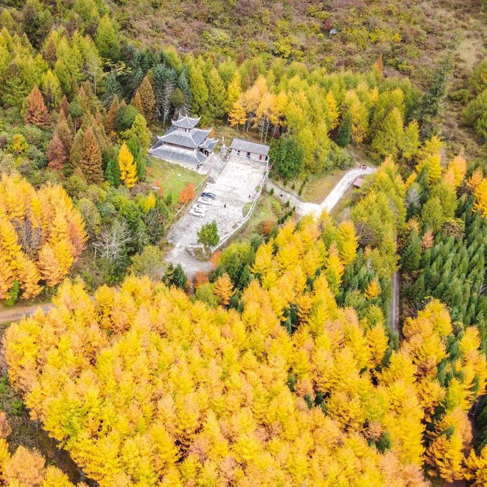 秘境秋色·松林湾 | 漫步金黄落叶松林 休闲徒步赏秋