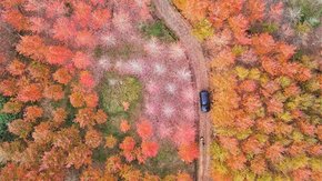 嵊州红枫·更楼古道 收割200亩红枫的层林尽染