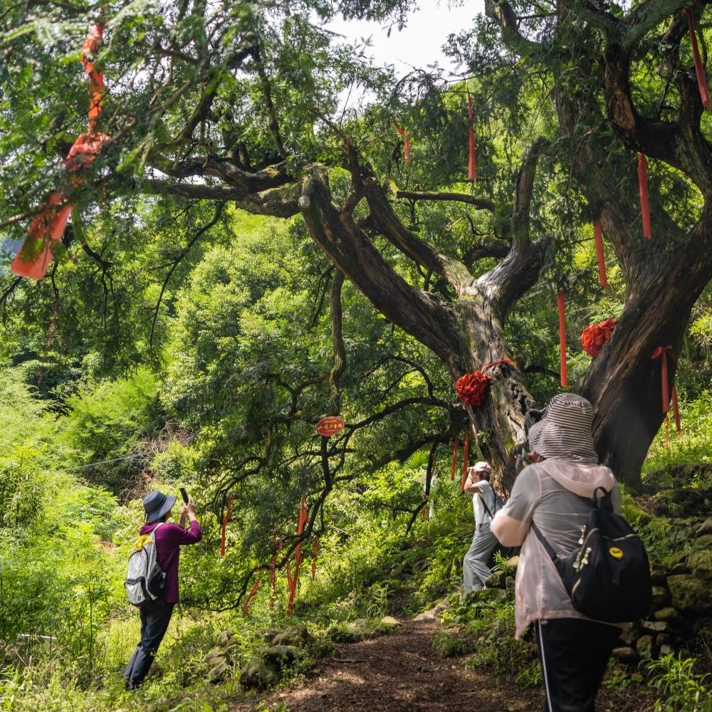 稽东侏罗纪·千年香榧王｜林荫森林步道，单日新线！
