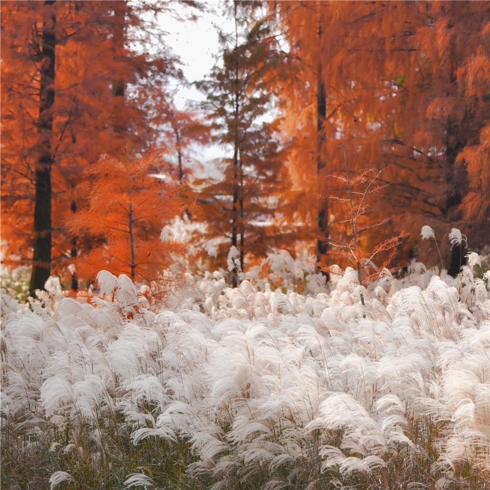 四明湖秋色·燕窝古道   看那一半湖水一半火焰