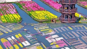 畅游兴化 | 本周收官,千垛花海盛放,报价含餐