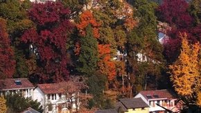 指南赏秋·红枫 | 临川斑斓美景,银杏已落,枫叶正红