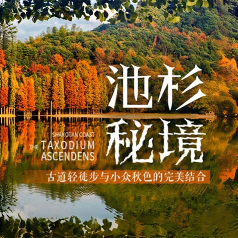 探秘·池杉 秋色古道徒步，探秘上虞百鸟池杉丛林