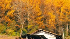 秘境秋色·老鸦山 | 高山牧场 漫山牛羊 彩林环绕