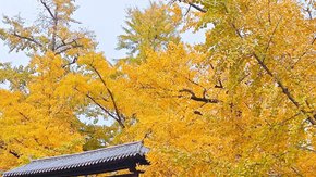 无锡出发·长兴银杏,金秋徒六八古道,赏银杏!