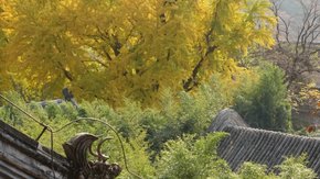 五色拾秋·潭柘寺 | 逛古寺,赏银杏环穿1日