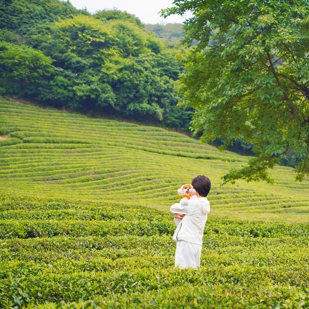 汪汪GO·坡塘云松｜漫步茶陇古道，寻觅宝藏小村