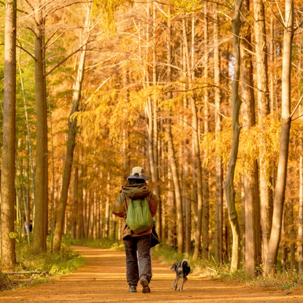 汪汪GO·长乐林场｜与它共同走进五彩斑斓的秋天
