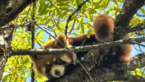 亲子·卓西牧场7KM | 一处浮云之上的草原彩林秘境