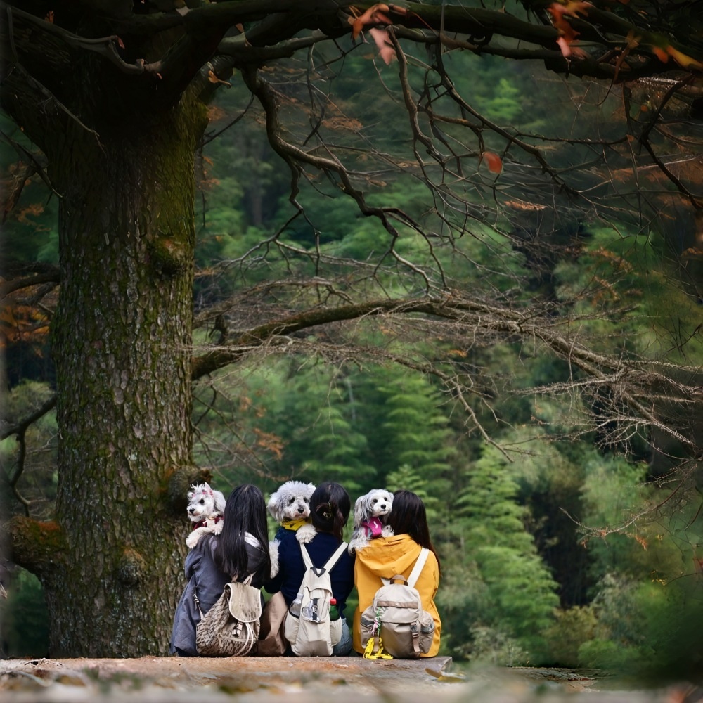 汪汪GO·东岗山 | 同游原始林，步步入画境