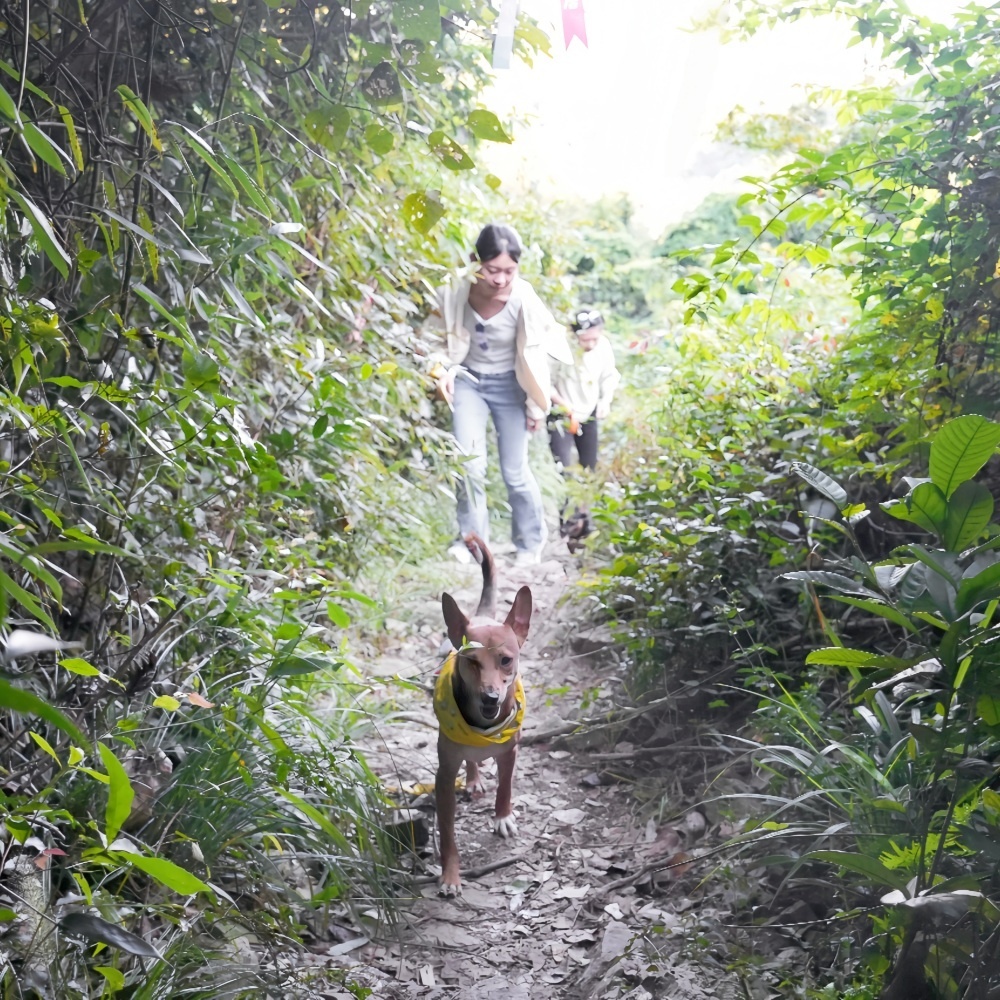 汪汪GO·陆羽古道｜轻徒森林古道，漫步南浔水乡