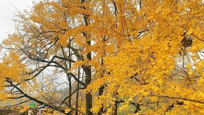 无锡出发·灵山坞银杏 | 长春古道枫杏谷,赏秋新线!