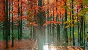 四明山秋色·蜘蛛岭|层林尽染,林海松涛黄泥岗秋色