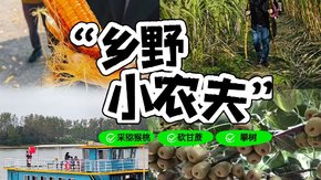 亲子·乡野小农夫 | 采猕猴桃烤玉米,砍蔗做糖,攀树