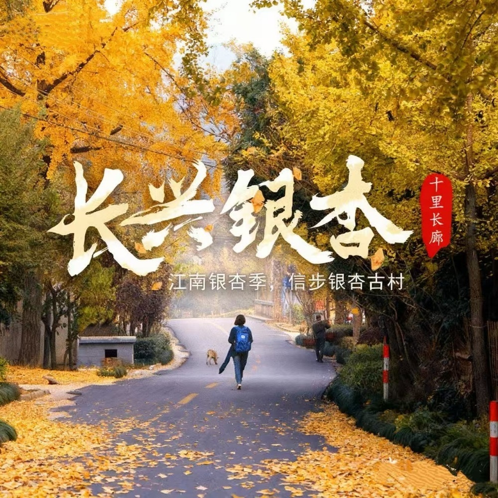 长兴秋色·银杏长廊｜徒步乌龙古道，赏十里银杏长廊
