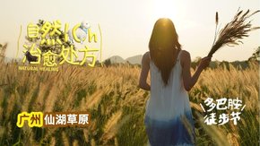 多巴胺徒步节 | 仙湖草原徒步,英九庄园狗尾巴草