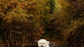 握爪联盟·秋色都江堰│朝拜狗狗神 秋色轻徒步