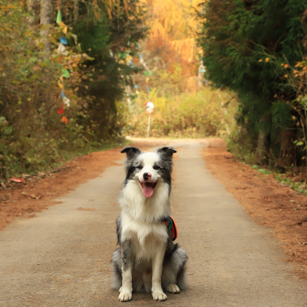 握爪联盟·松林湾｜一日寻秋轻徒步
