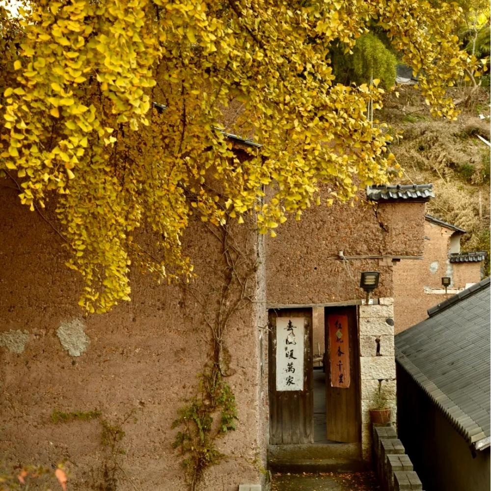 任家村银杏王·漫步韩妃江 | 特朗普石倒脱靴，银杏黄