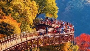 赏秋·少华山 | 漫山红遍,正是秋意时,缆车索道全含