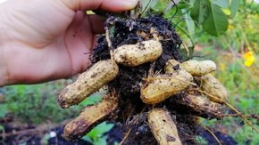 亲子·花生派对 | 秋日限定,农场探索花生,自然美育