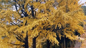 开业买一送一 | 银杏正黄,山崖步道,打卡彩林山谷