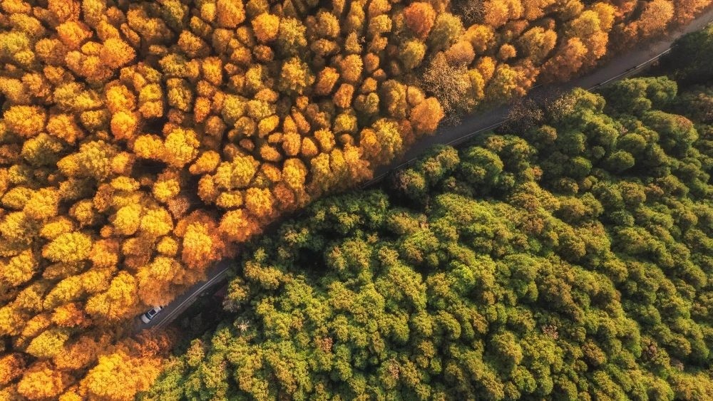 森呼吸·山王坪 漫步银杏林，感受杉林幽静！