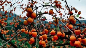 登高赏柿 | 挑战鹧鸪山, 赏上罗村百亩柿海