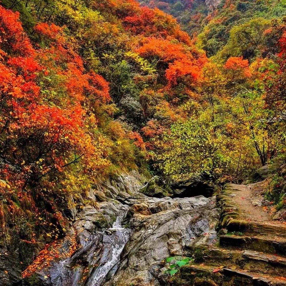 红叶·金龙峡 | 层林尽染，万山红遍