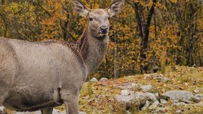 野趣轻徒·喇叭河 | 走进森林河谷 秘境秋色轻徒