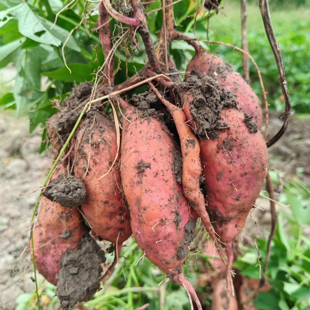 东明山·九度岭·徒步竹林，采摘时令蔬果