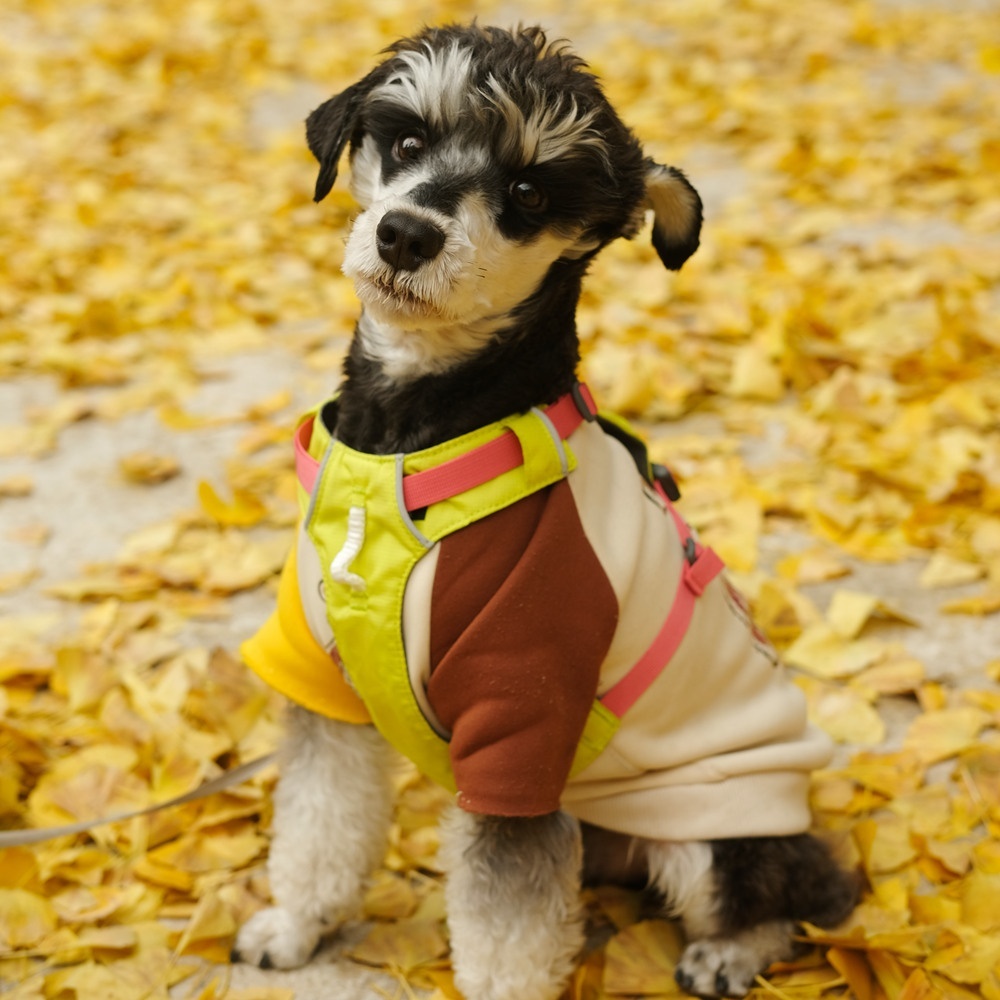 握爪联盟·银杏白岩寺｜携宠轻徒赏银杏（周内团）