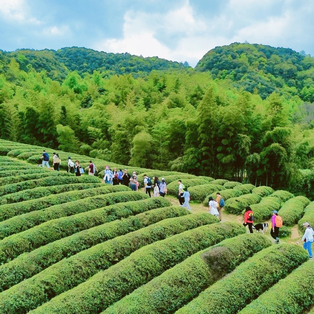 无锡出发·坡塘云松茶岭 | 宝藏小村，单日休闲徒步！