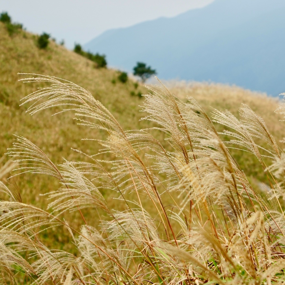 99元特惠 | 勇攀大南山，打卡绝美高山草甸与芦苇荡